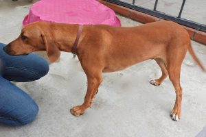 Picture of Copper