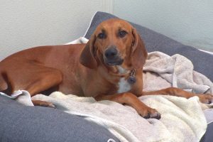 Picture of Copper