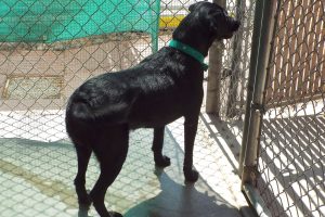 Picture of Lola