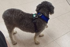 Picture of Millie