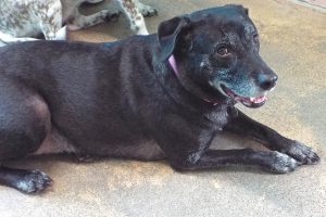 Picture of Nellie