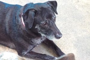 Picture of Nellie