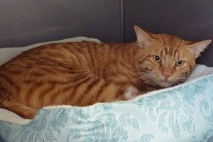 Picture of Riley