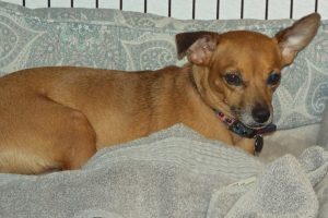 Picture of Pepper