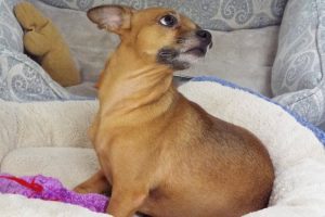 Picture of Pepper