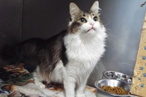Picture of Punkin
