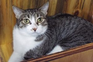 Picture of Queenie
