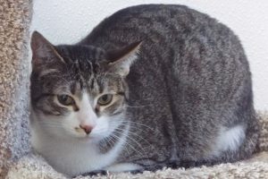 Picture of Queenie
