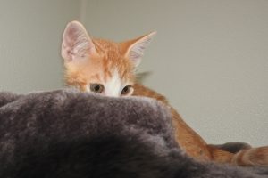 Picture of Regis