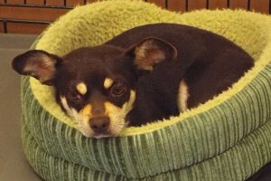 Picture of Ricki