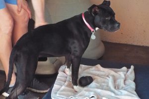 Picture of Lilly