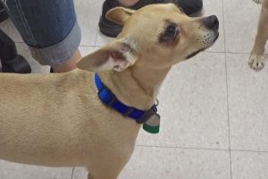 Picture of Toby