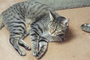 Picture of Zippy