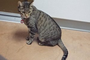 Picture of Zippy