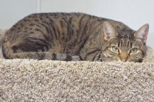 Picture of Zippy