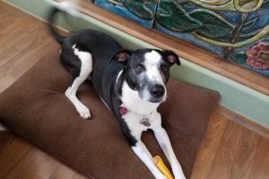Picture of Bella