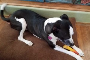 Picture of Bella