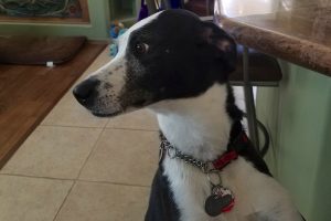 Picture of Bella