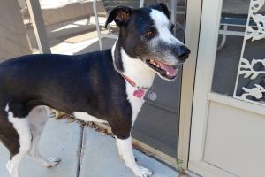 Picture of Bella