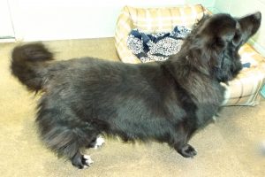 Picture of Bilbo