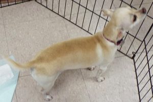 Picture of Blanca