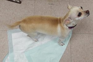 Picture of Blanca