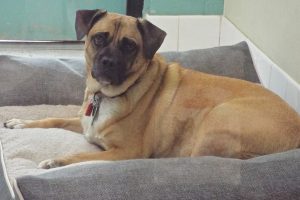 Picture of Buster