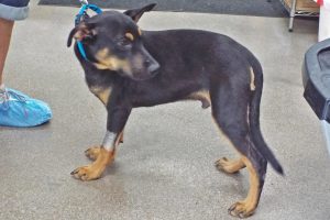 Picture of Chevy