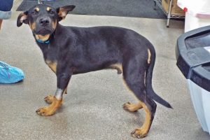 Picture of Chevy