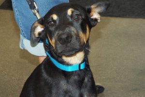 Picture of Chevy