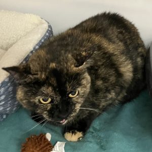 Picture of Delilah