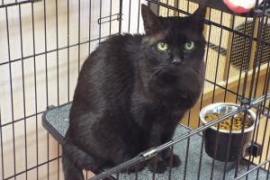 Picture of Ebony