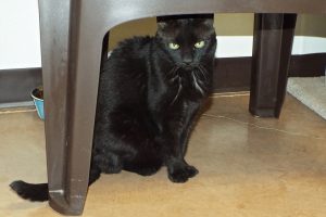 Picture of Ebony