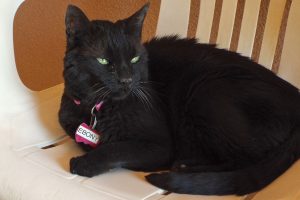 Picture of Ebony