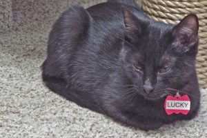 Picture of Lucky