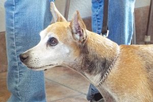 Picture of Lucky