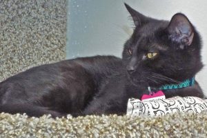 Picture of Lucky