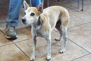 Picture of Lucky