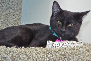 Picture of Lucky