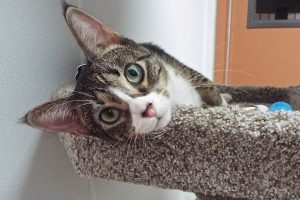 Picture of Pipalo