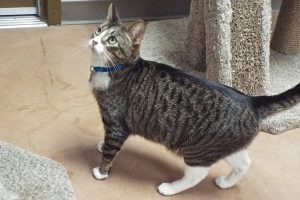 Picture of Pipalo