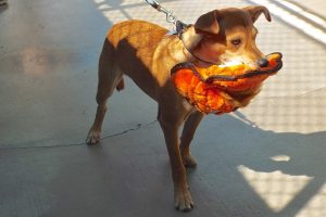 Picture of Pumbaa