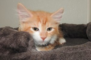 Picture of Rhett