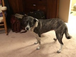 Picture of Sadie