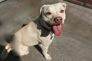 Picture of Sandie