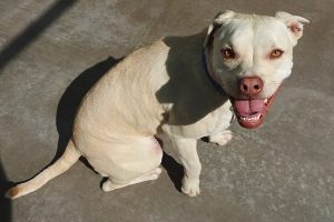 Picture of Sandie