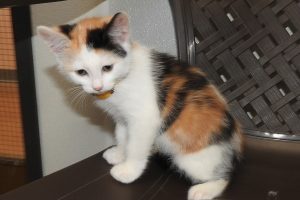 Picture of Scarlett