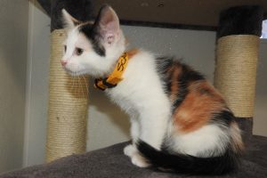 Picture of Scarlett