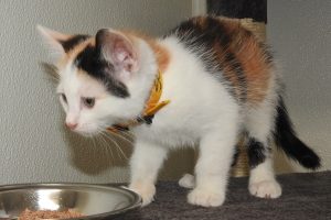 Picture of Scarlett