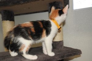 Picture of Scarlett